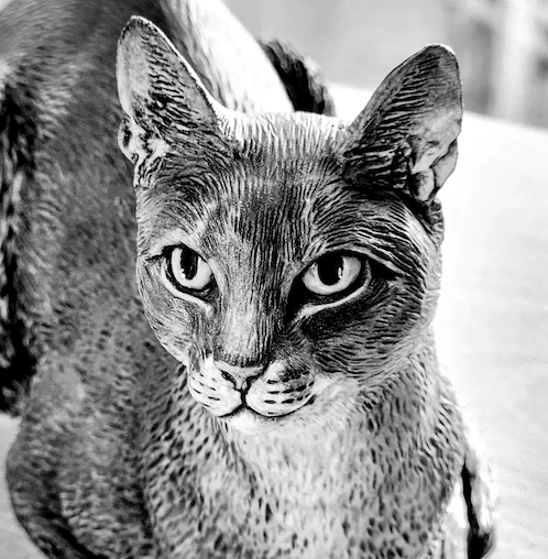 Abyssinian Cat
