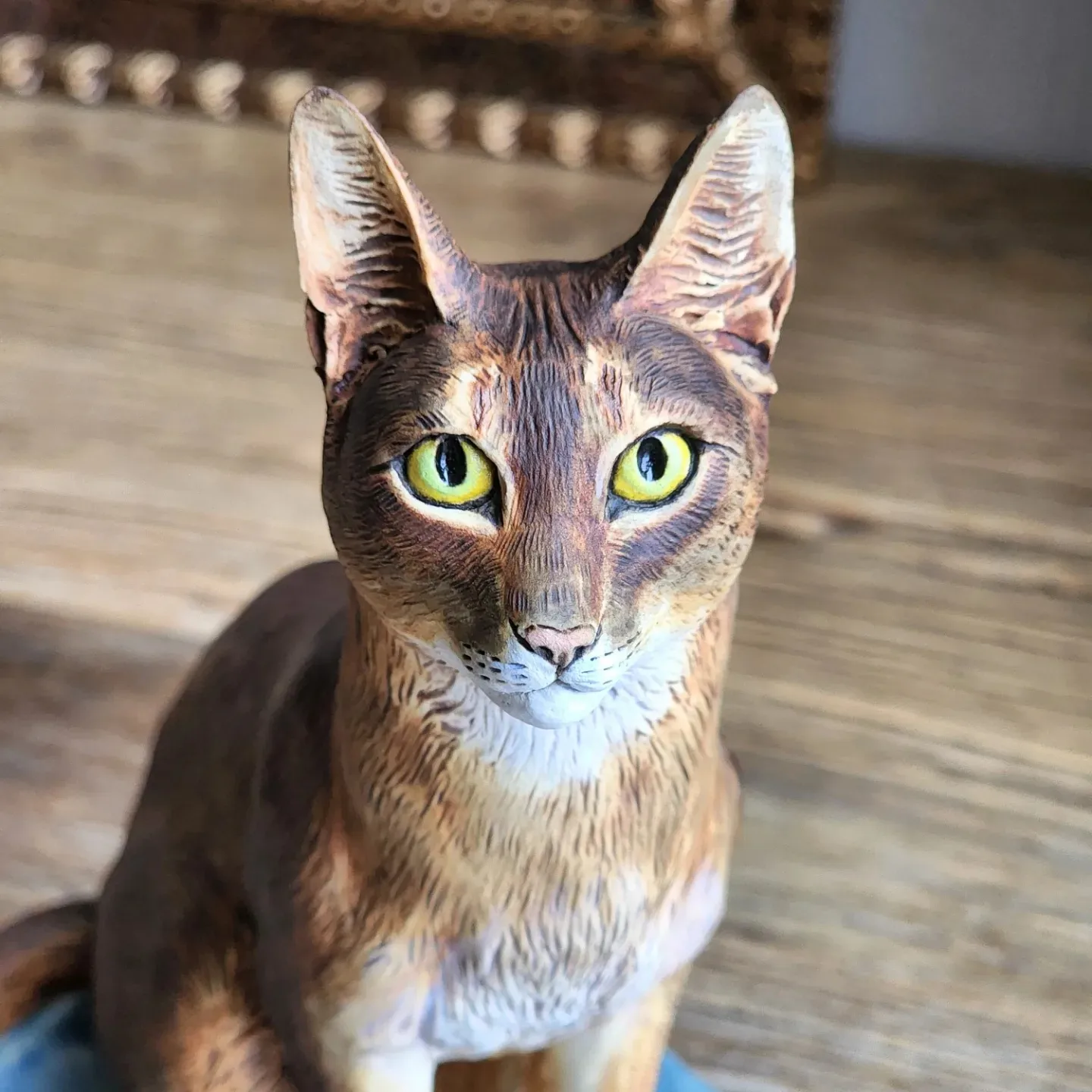 Abyssinian Cat