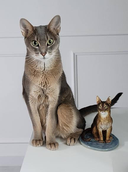 Abyssinian Cat