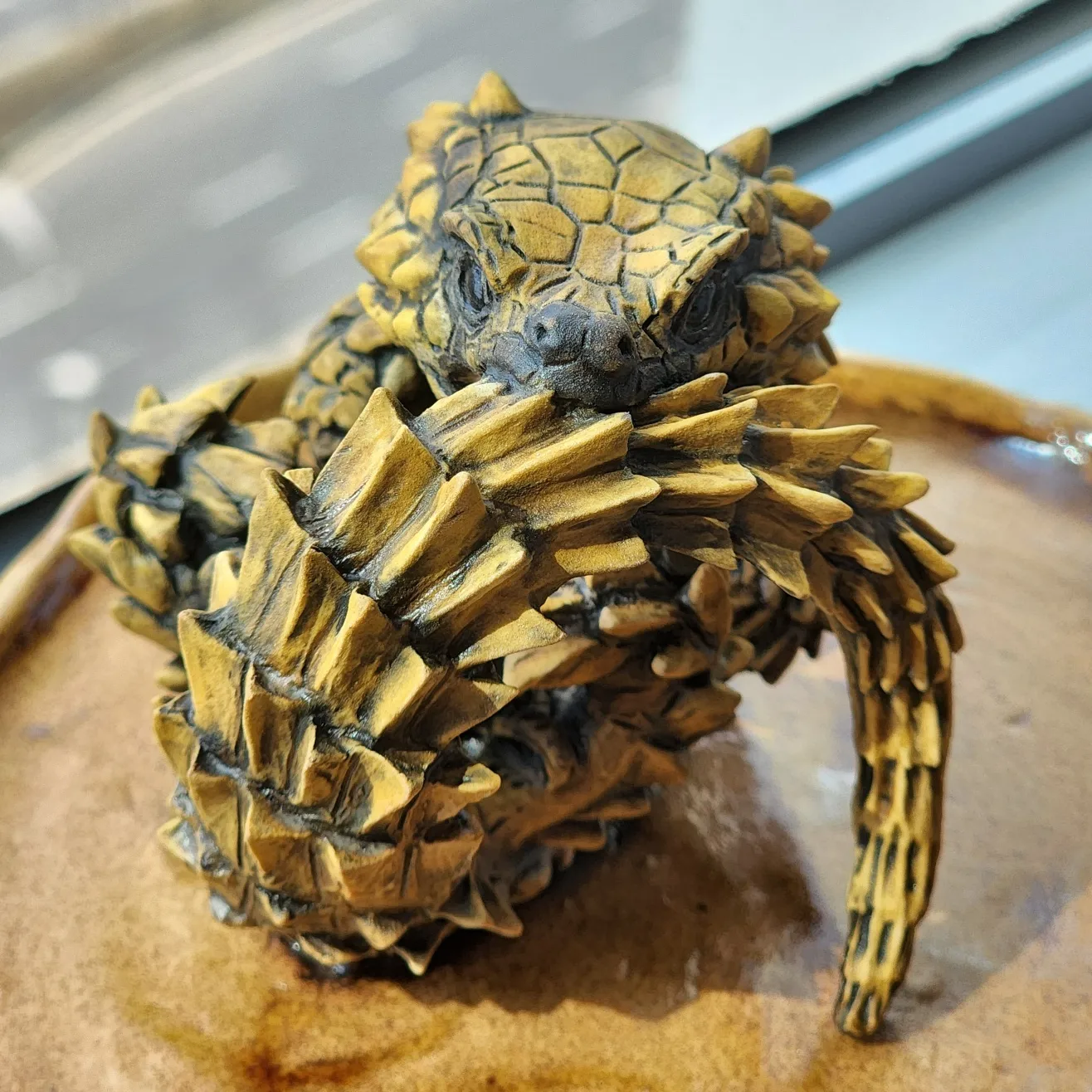 Armadillo girdled lizard Armadillo girdled lizard