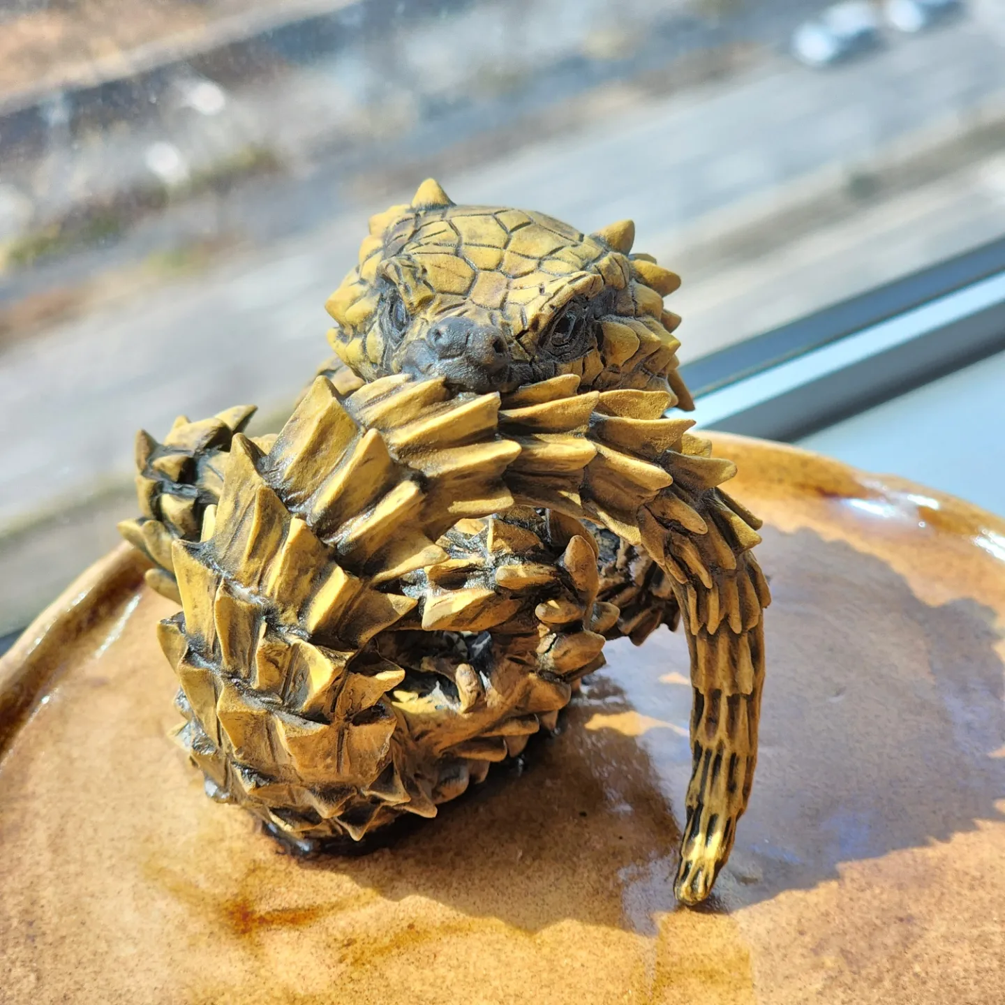 Armadillo girdled lizard Armadillo girdled lizard