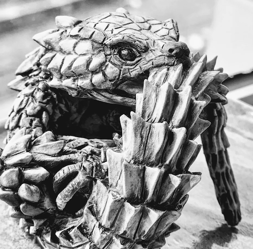 Armadillo Girdled Lizard Armadillo Girdled Lizard