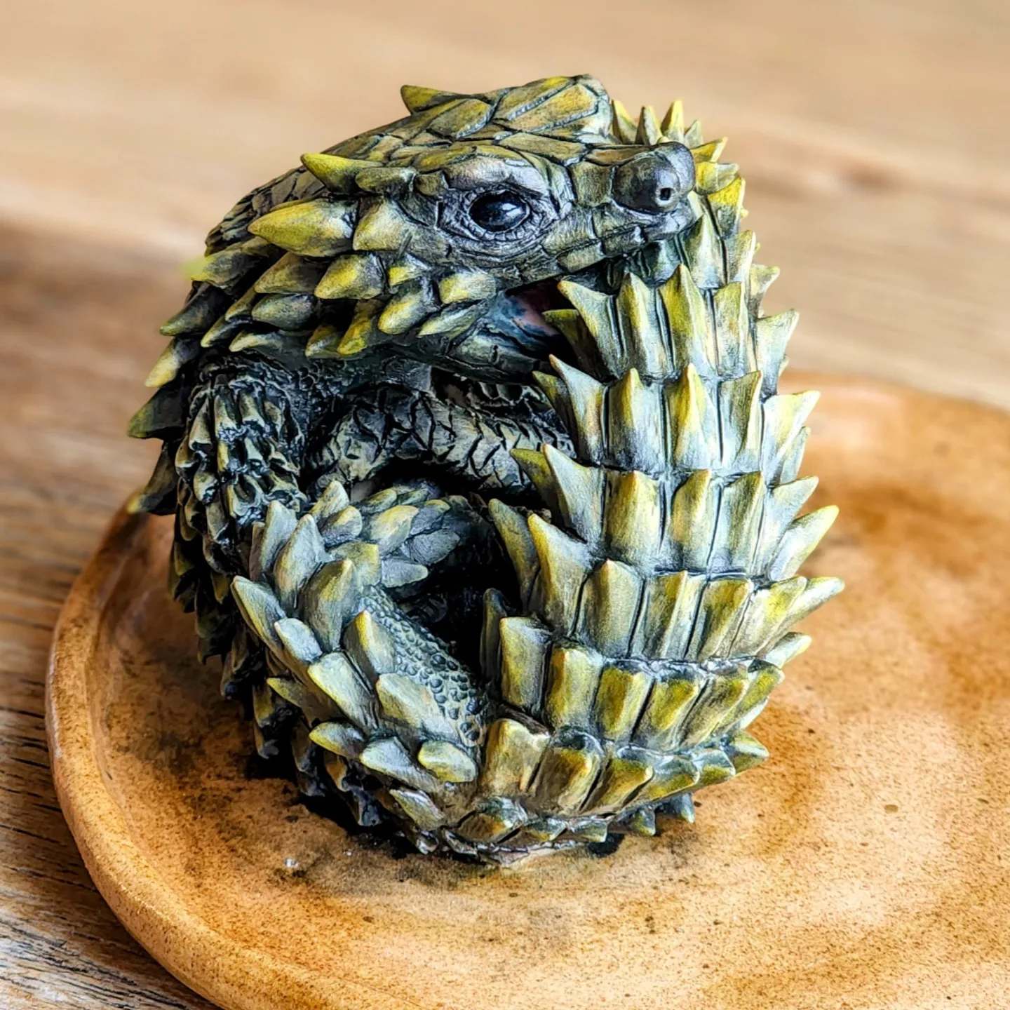 Armadillo Girdled Lizard Armadillo Girdled Lizard