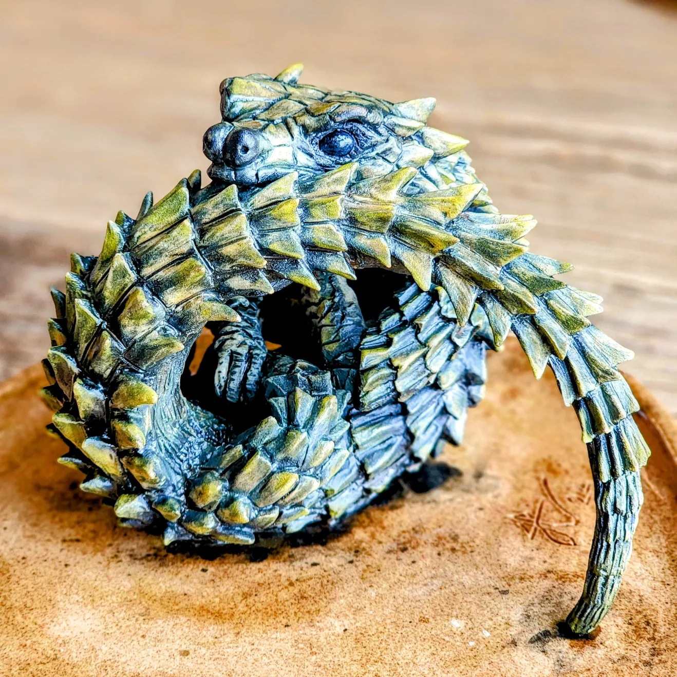 Armadillo Girdled Lizard Armadillo Girdled Lizard