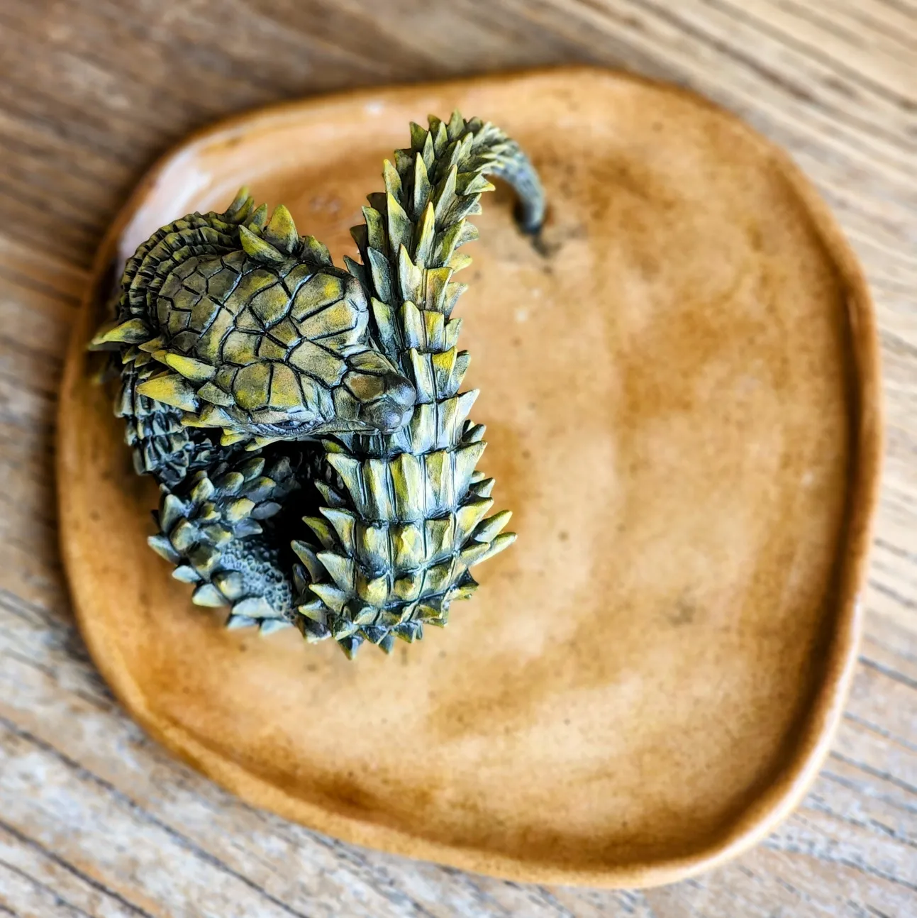 Armadillo Girdled Lizard Armadillo Girdled Lizard