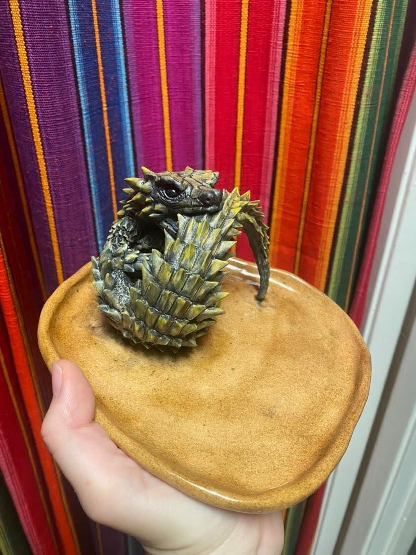 Armadillo Girdled Lizard Armadillo Girdled Lizard