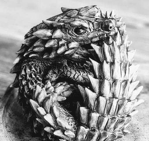 Armadillo Girdled Lizard Armadillo Girdled Lizard