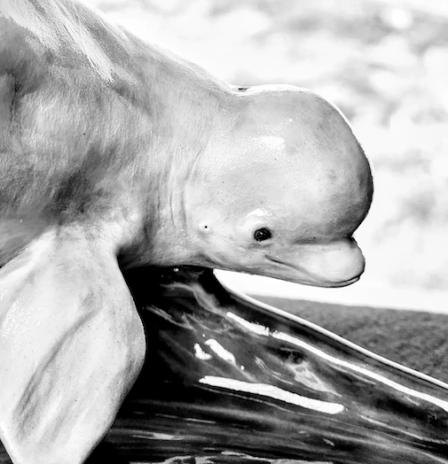 Beluga Whale