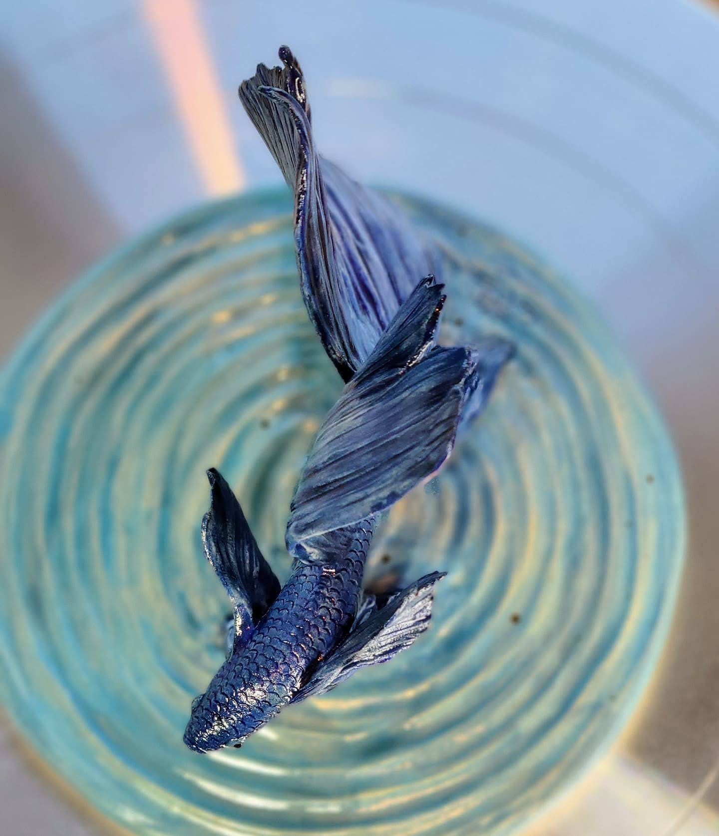 Siamese fighting fish Betta Siamese fighting fish Betta
