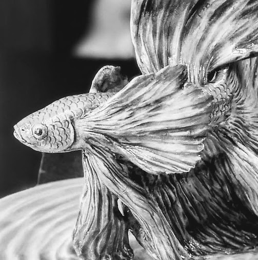 Siamese fighting fish Betta Siamese fighting fish Betta