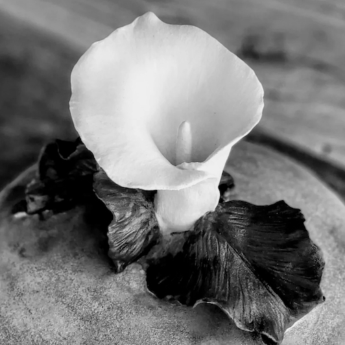 calla lily