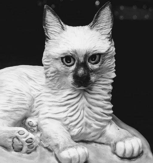 Castiel Kitten
