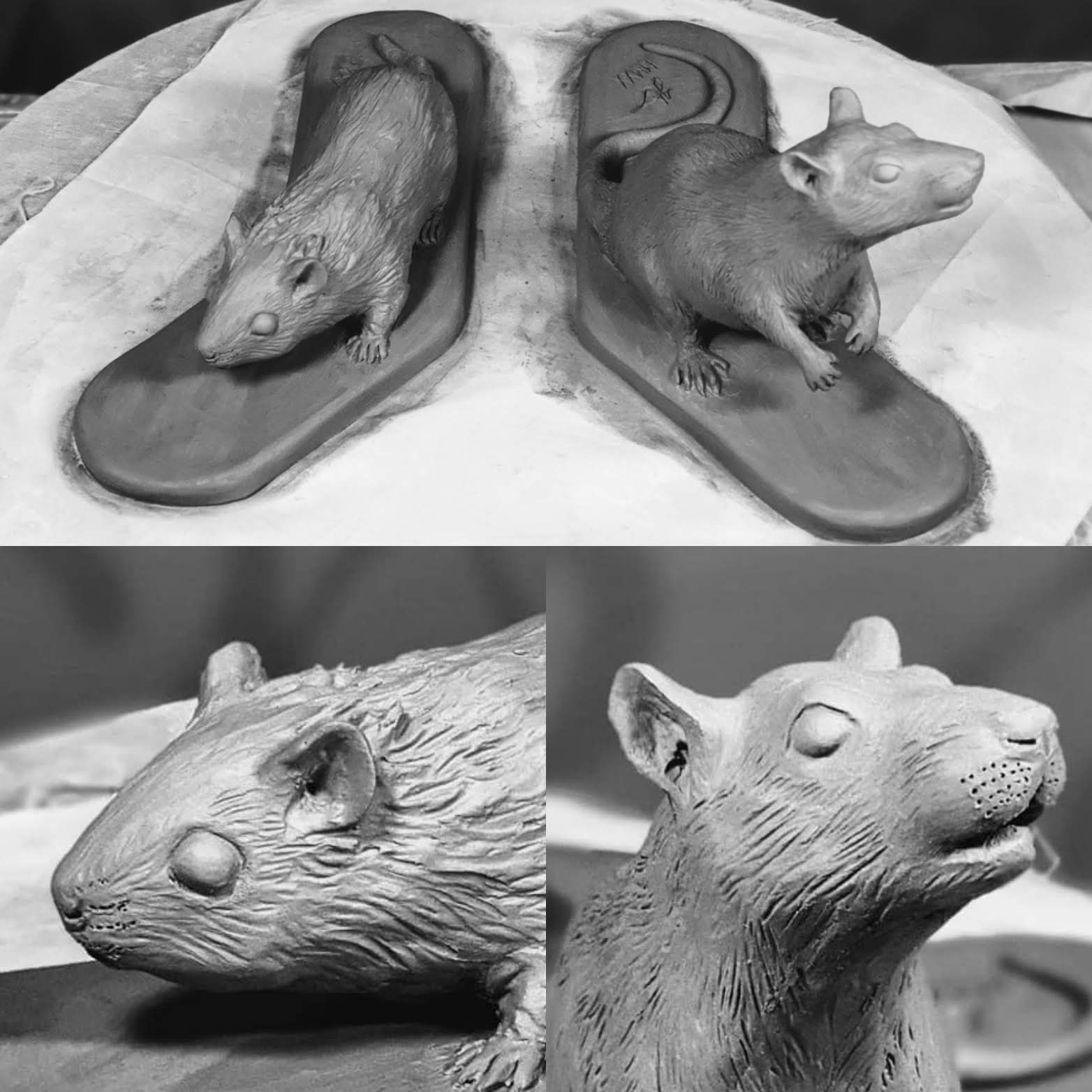 Chinese Hamster and Lab Rat Chinese Hamster and Lab Rat