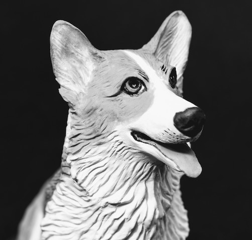 Pembroke Welsh Corgi