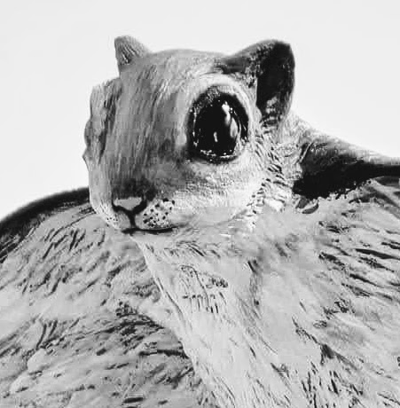 Siberian Flying Squirrel