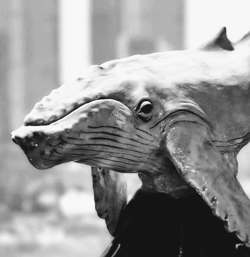 White Humpback Whale