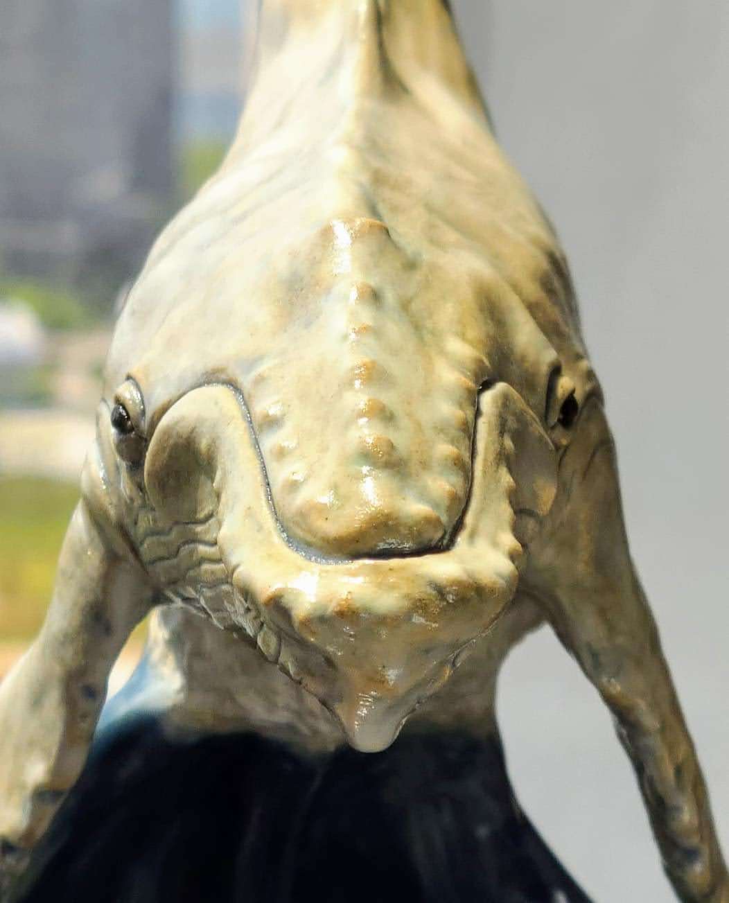 White Humpback Whale