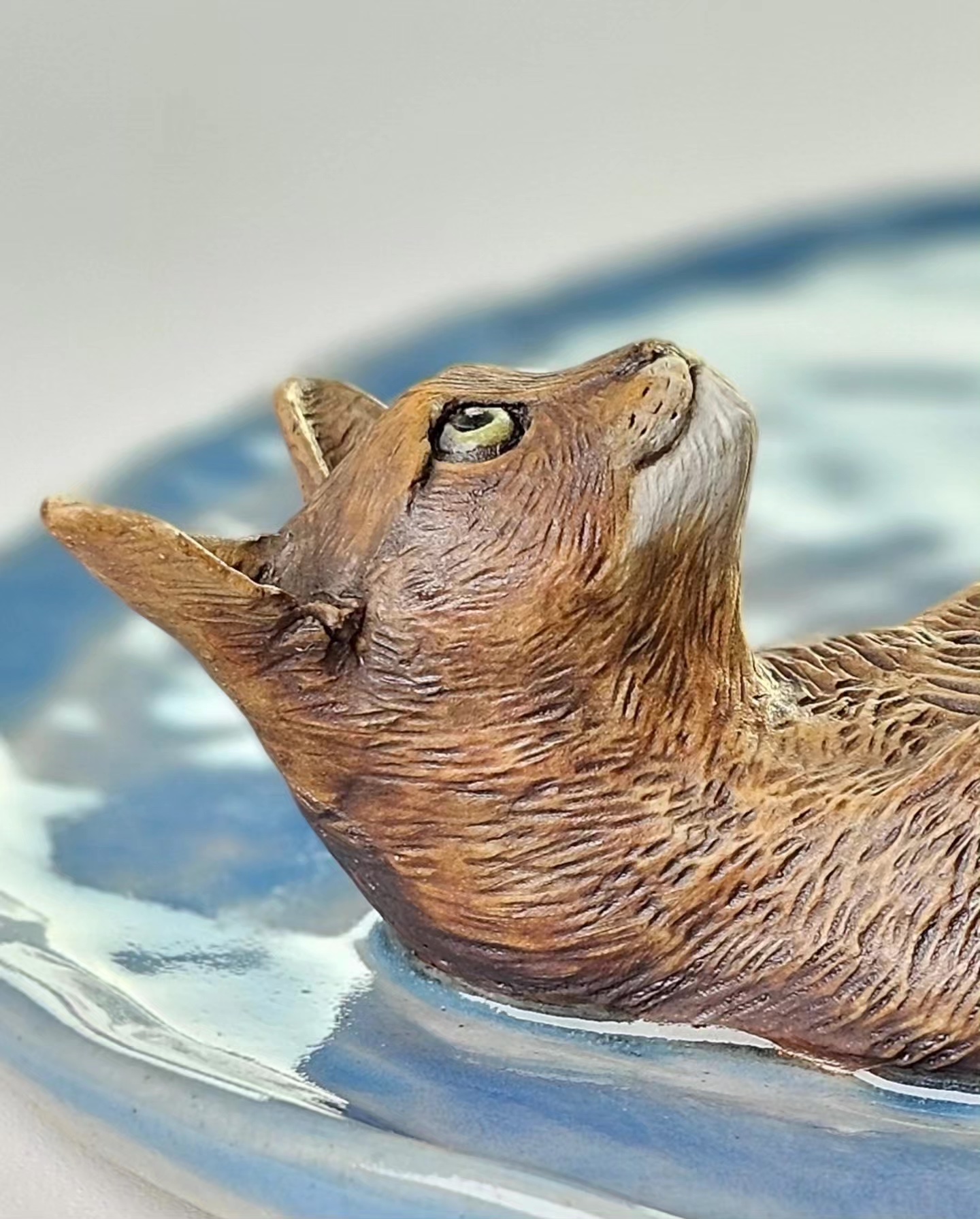 Abyssinian Abyssinian