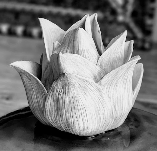 Lotus Flower