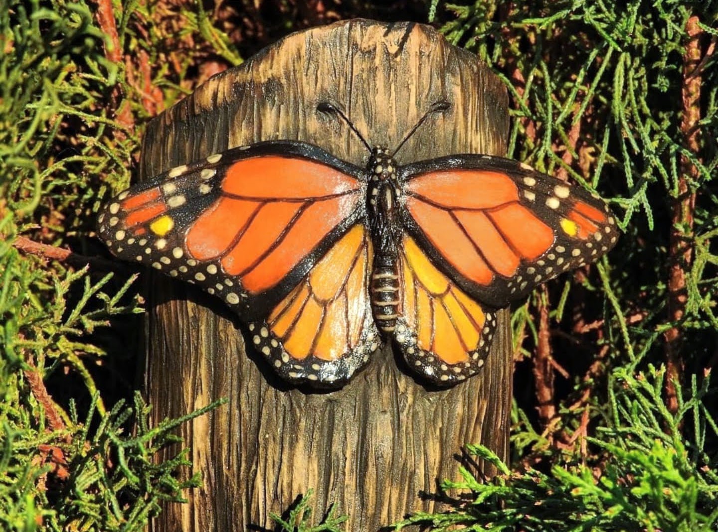 Monarch Butterfly
