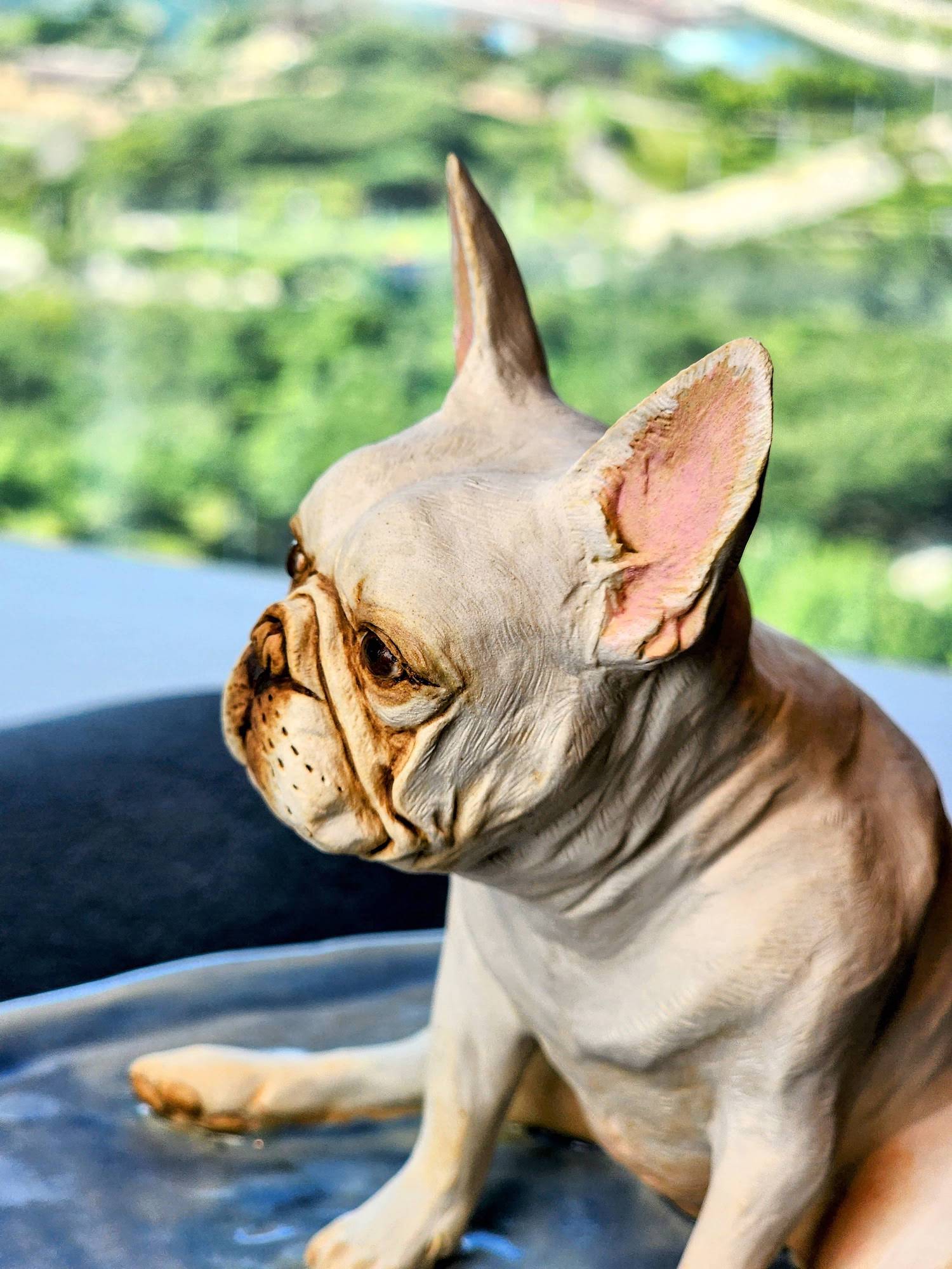 French Bulldog