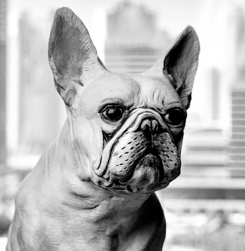 French Bulldog