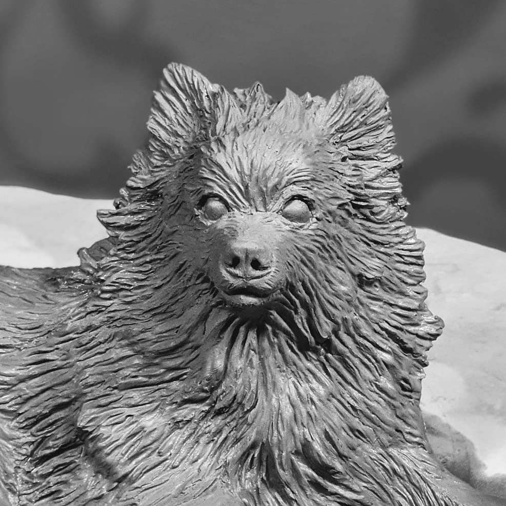 Pomeranian