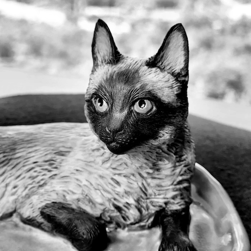Siamese Cat