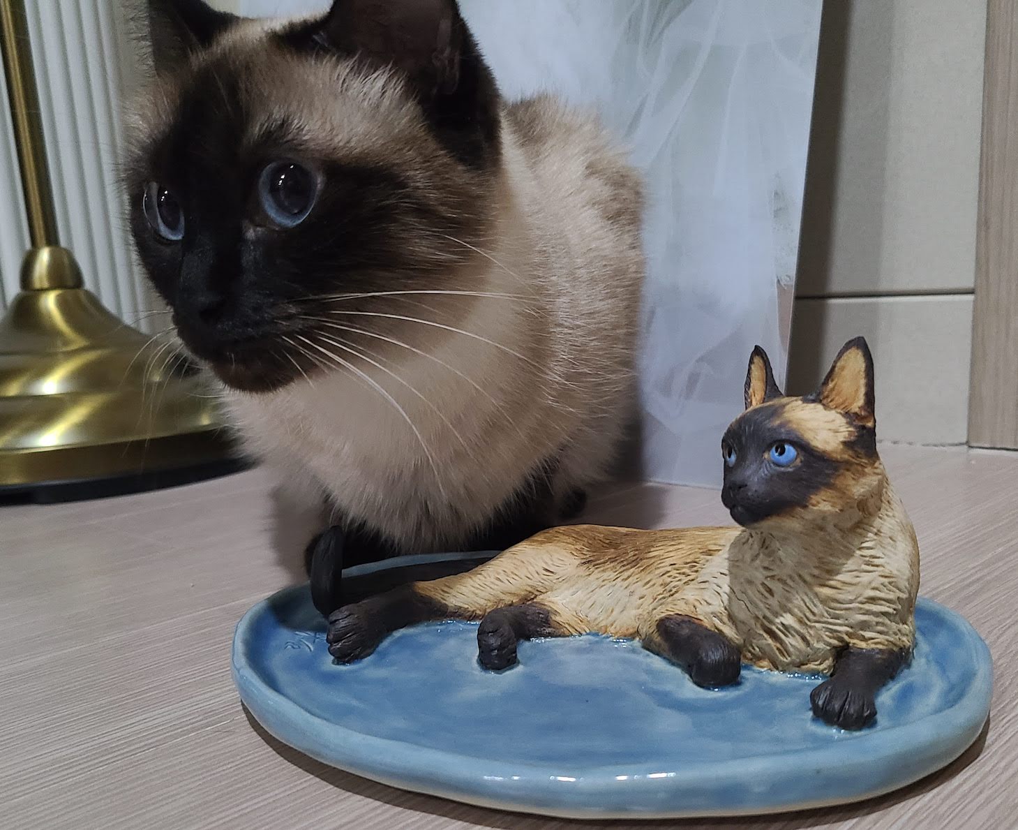 Siamese Cat