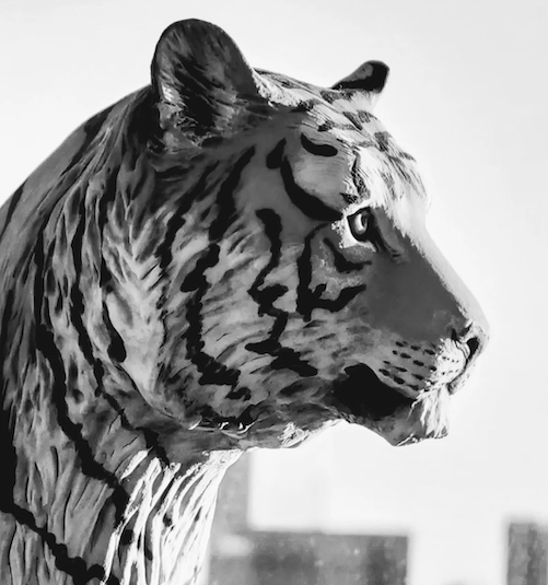 Siberian tiger Siberian Tiger
