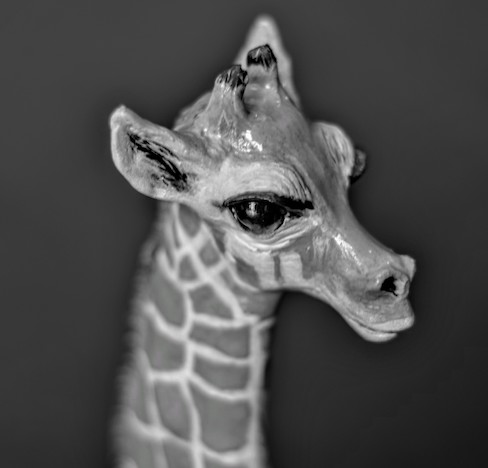 Giraffe Calf